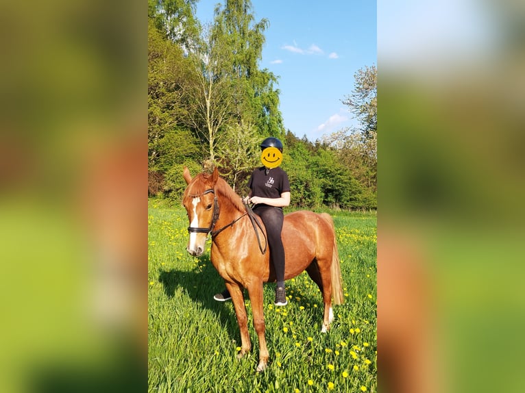 Polnisches Reitpony Wallach 14 Jahre 148 cm Fuchs in Elterlein/ Schwarzbach