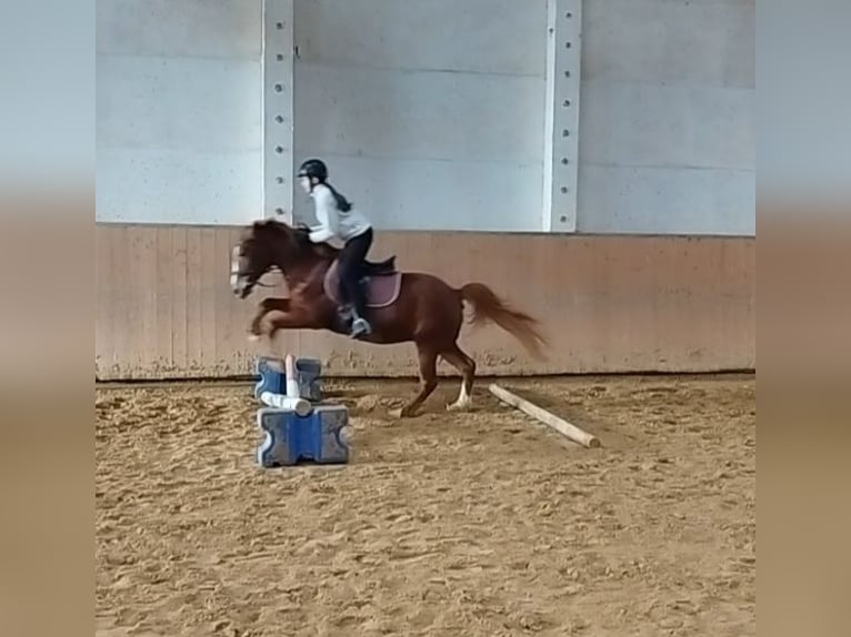 Polnisches Reitpony Wallach 14 Jahre 148 cm Fuchs in Elterlein/ Schwarzbach