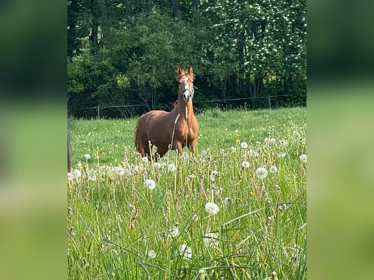 Polnisches Reitpony Wallach 14 Jahre 148 cm Fuchs in Elterlein/ Schwarzbach