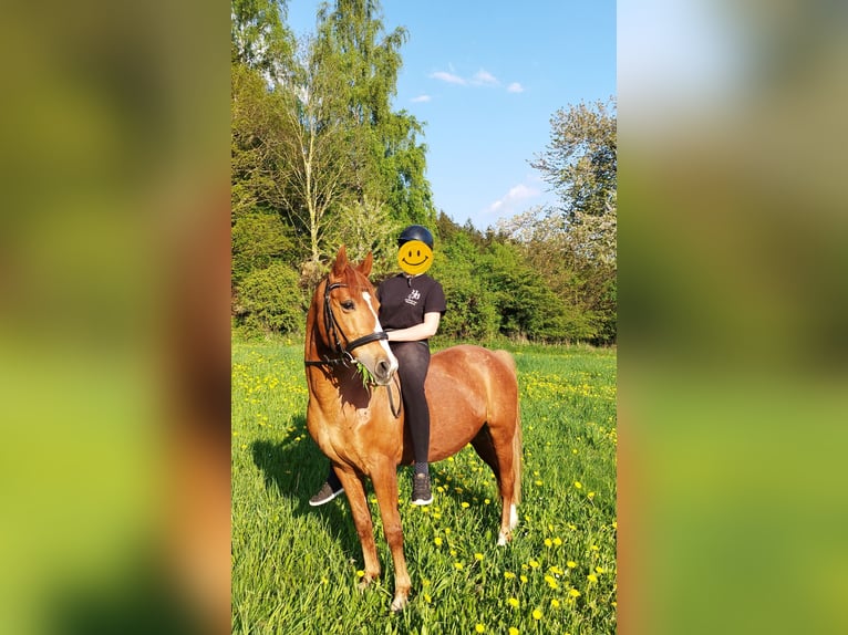 Polnisches Reitpony Wallach 14 Jahre 148 cm Fuchs in Elterlein/ Schwarzbach