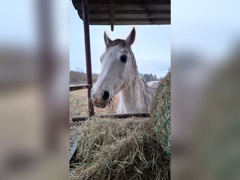 Polnisches Reitpony Mix Wallach 14 Jahre 160 cm Apfelschimmel in Weimar