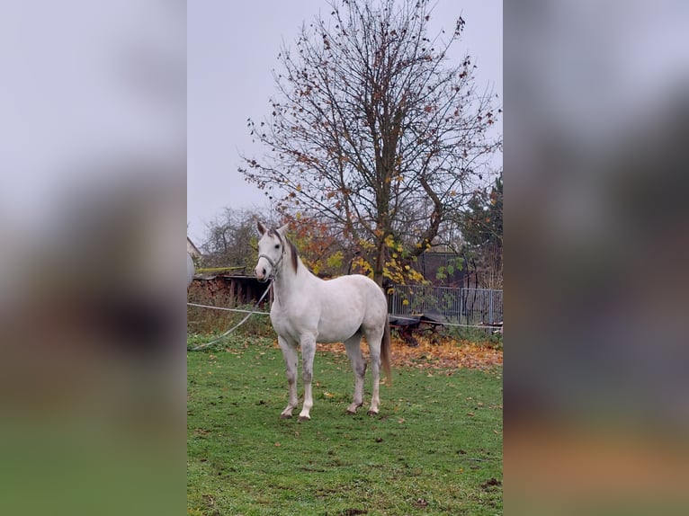 Polnisches Reitpony Mix Wallach 14 Jahre 160 cm Apfelschimmel in Weimar