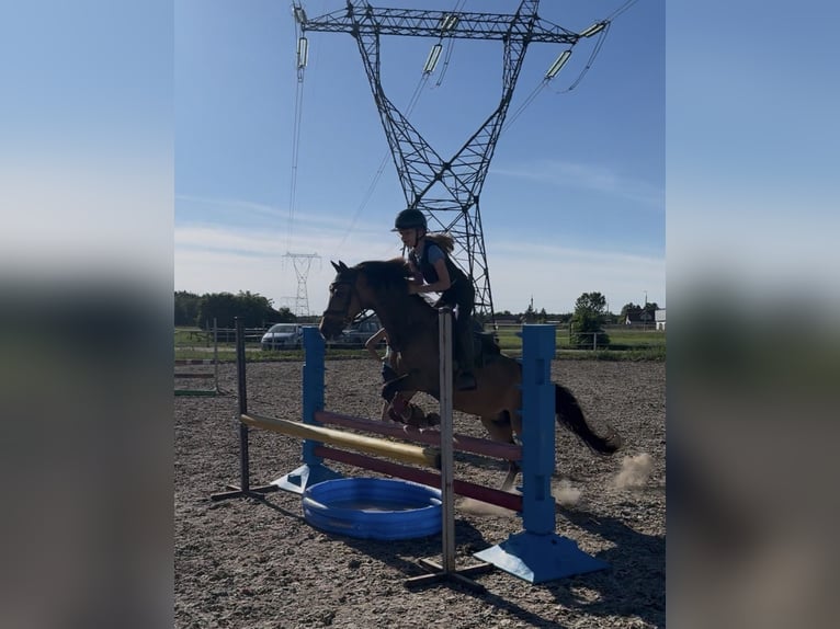Polnisches Reitpony Wallach 16 Jahre 135 cm Dunkelbrauner in Bydgoszcz