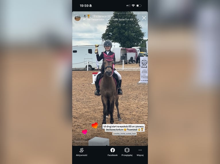 Polnisches Reitpony Wallach 16 Jahre 135 cm Dunkelbrauner in Bydgoszcz