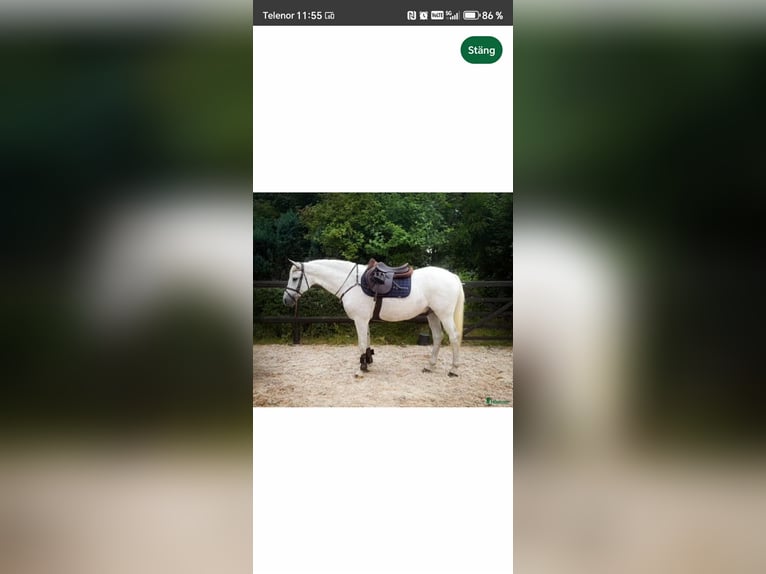 Polnisches Reitpony Wallach 17 Jahre 146 cm Schimmel in Saxtorp