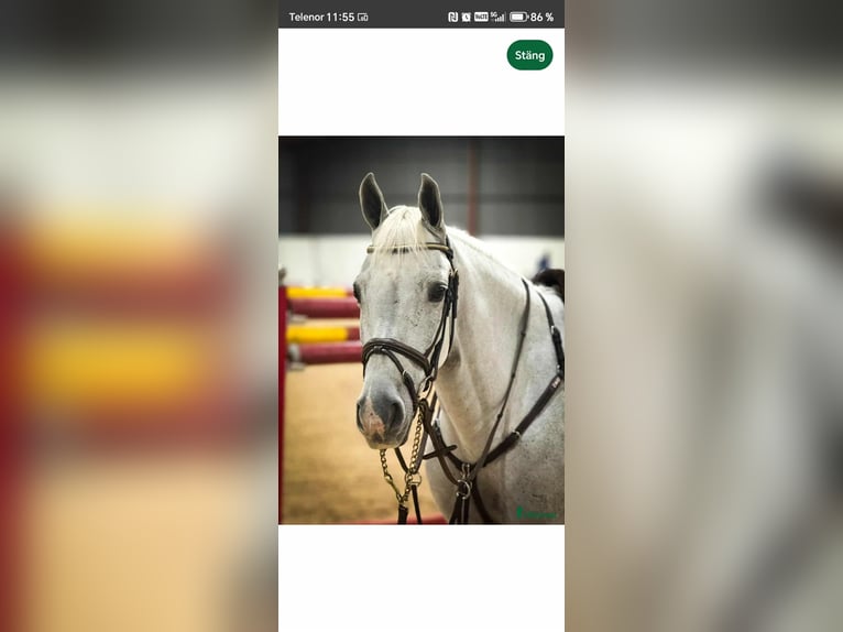 Polnisches Reitpony Wallach 17 Jahre 146 cm Schimmel in Saxtorp