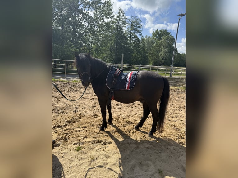 Polnisches Reitpony Wallach 17 Jahre 150 cm Rappe in Blieskastel