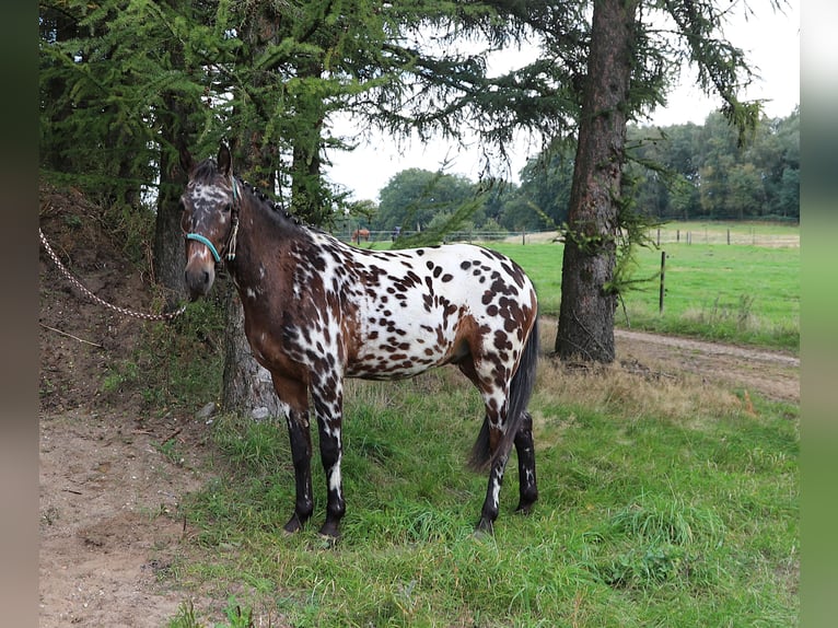 Polnisches Reitpony Wallach 2 Jahre 147 cm Tigerschecke in uelsen