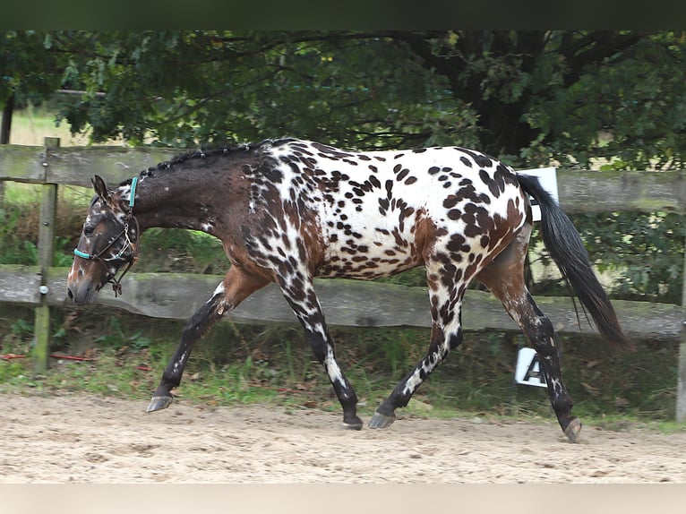 Polnisches Reitpony Wallach 2 Jahre 147 cm Tigerschecke in uelsen