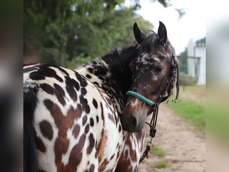 Polnisches Reitpony Wallach 2 Jahre 147 cm Tigerschecke in uelsen