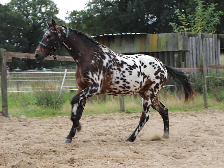 Polnisches Reitpony Wallach 2 Jahre 147 cm Tigerschecke in uelsen