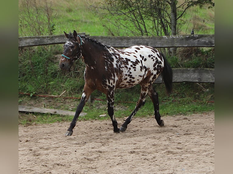 Polnisches Reitpony Wallach 2 Jahre 147 cm Tigerschecke in uelsen