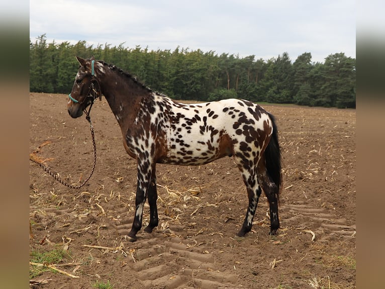 Polnisches Reitpony Wallach 2 Jahre 147 cm Tigerschecke in uelsen
