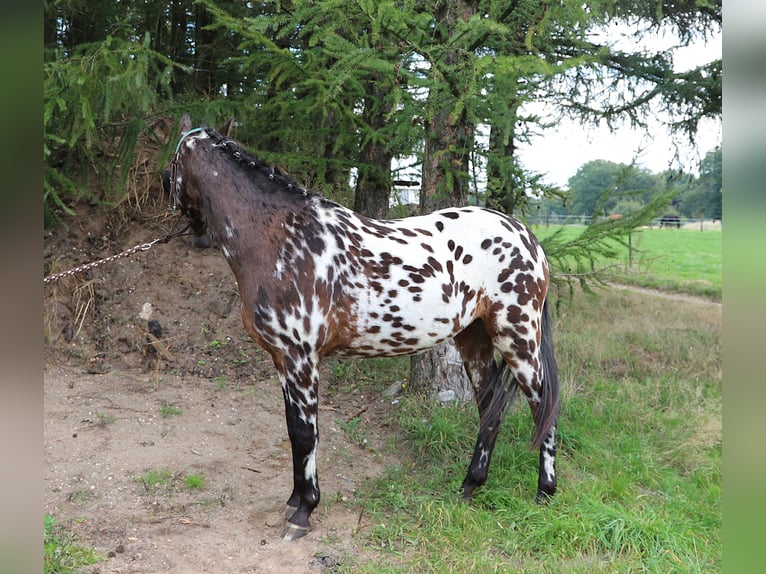 Polnisches Reitpony Wallach 2 Jahre 147 cm Tigerschecke in uelsen