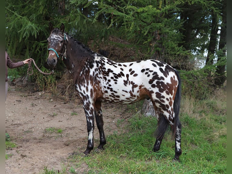 Polnisches Reitpony Wallach 2 Jahre 147 cm Tigerschecke in uelsen