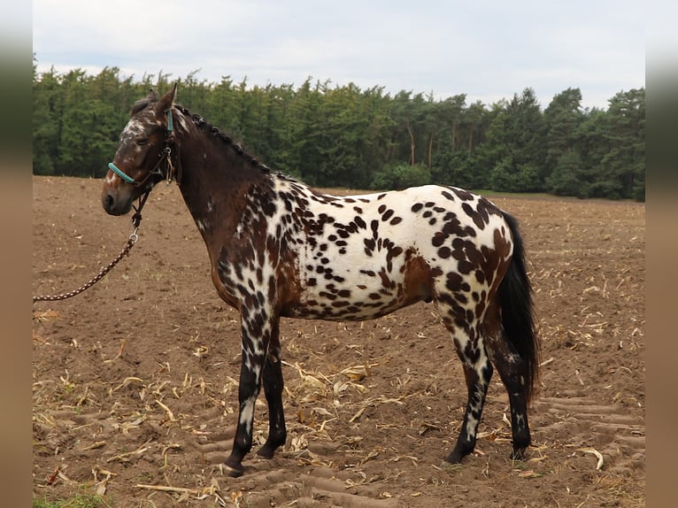 Polnisches Reitpony Wallach 2 Jahre 147 cm Tigerschecke in uelsen
