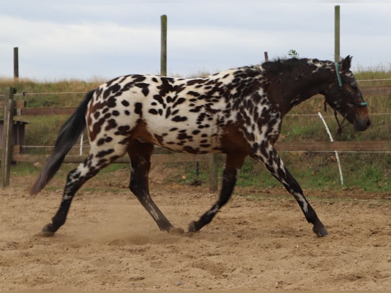 Polnisches Reitpony Wallach 2 Jahre 147 cm Tigerschecke in uelsen