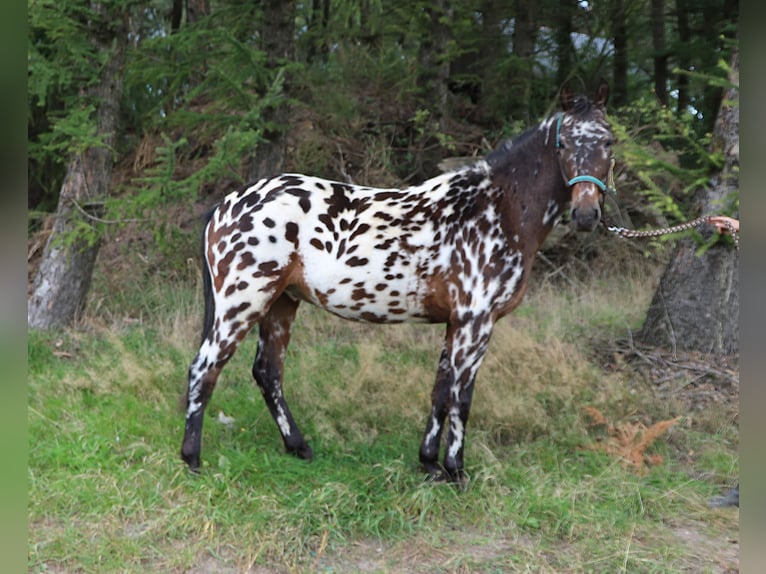 Polnisches Reitpony Wallach 2 Jahre 147 cm Tigerschecke in uelsen