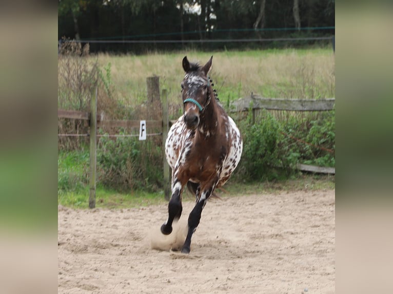 Polnisches Reitpony Wallach 2 Jahre 147 cm Tigerschecke in uelsen