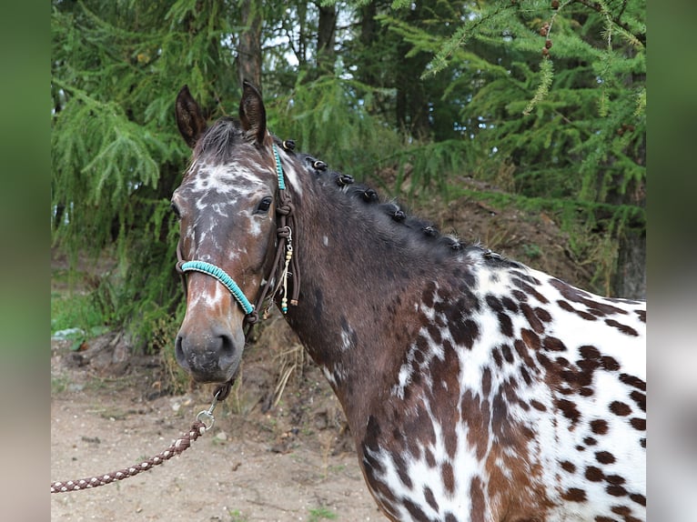 Polnisches Reitpony Wallach 2 Jahre 147 cm Tigerschecke in uelsen