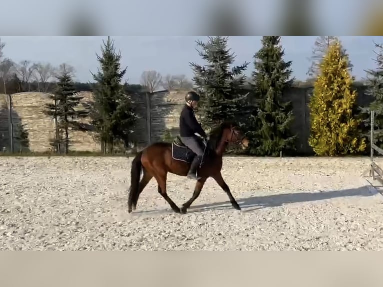 Polnisches Reitpony Wallach 3 Jahre 142 cm Rotbrauner in Strzeszyn