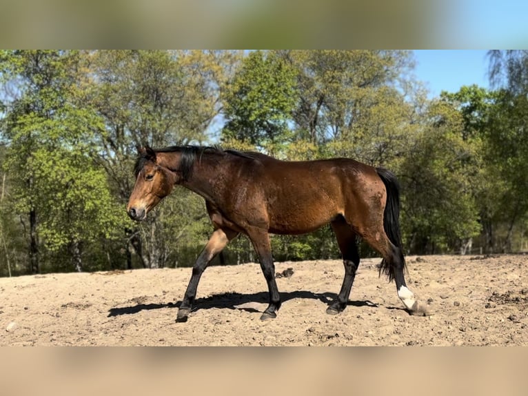 Polnisches Reitpony Wallach 3 Jahre 142 cm Rotbrauner in Strzeszyn