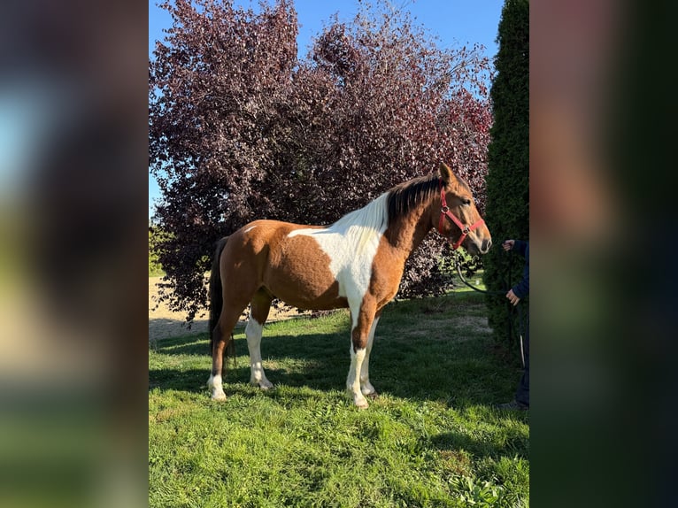 Polnisches Reitpony Wallach 3 Jahre 142 cm Schecke in Achstetten