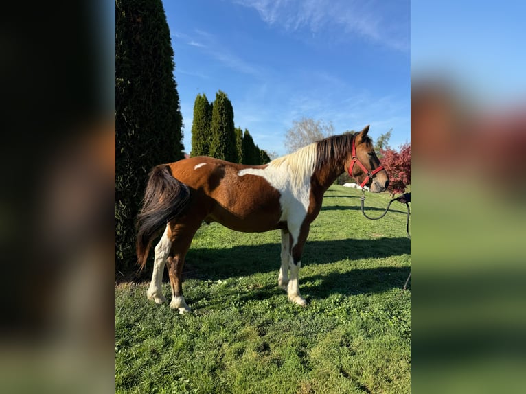 Polnisches Reitpony Wallach 3 Jahre 142 cm Schecke in Achstetten