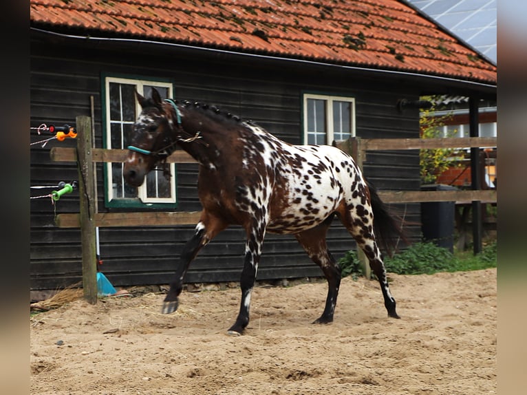 Polnisches Reitpony Wallach 3 Jahre 147 cm Tigerschecke in uelsen
