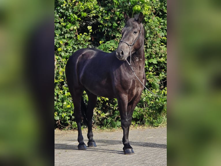 Polnisches Reitpony Wallach 3 Jahre 148 cm Rappe in Weert