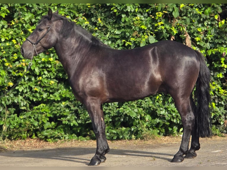Polnisches Reitpony Wallach 3 Jahre 148 cm Rappe in Weert