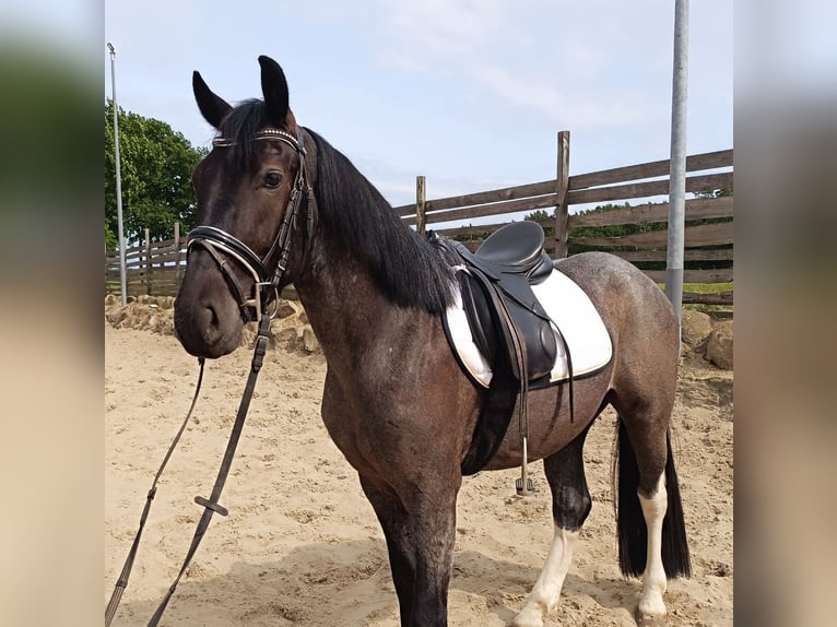 Polnisches Reitpony Mix Wallach 3 Jahre 153 cm Roan-Blue in Uelzen