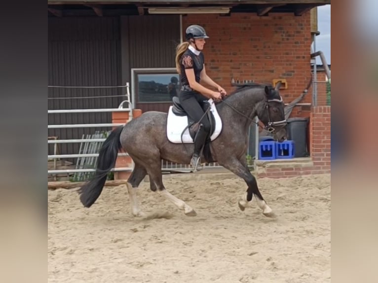 Polnisches Reitpony Mix Wallach 3 Jahre 153 cm Roan-Blue in Uelzen