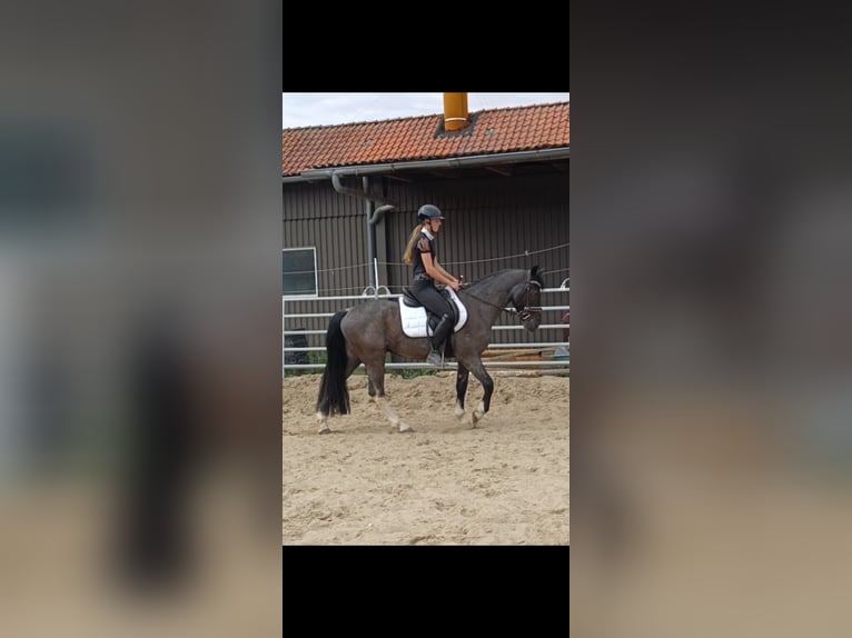 Polnisches Reitpony Mix Wallach 3 Jahre 153 cm Roan-Blue in Uelzen