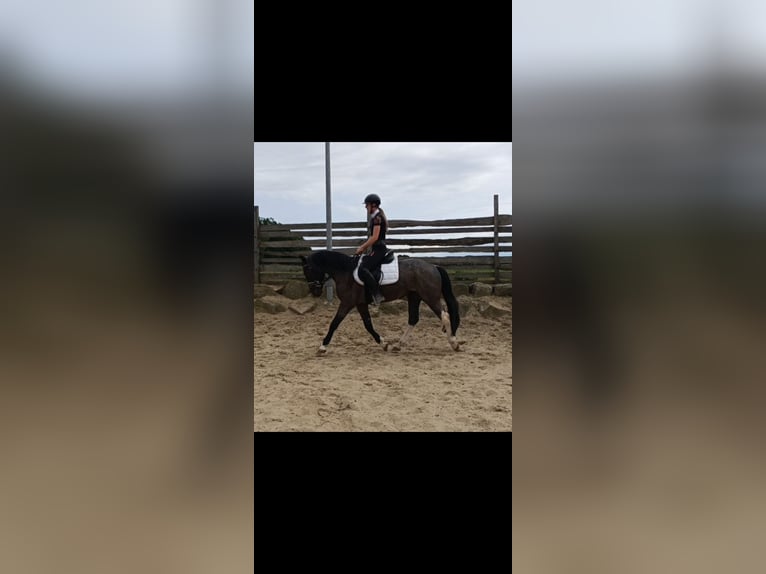 Polnisches Reitpony Mix Wallach 3 Jahre 153 cm Roan-Blue in Uelzen
