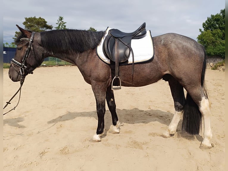 Polnisches Reitpony Mix Wallach 3 Jahre 153 cm Roan-Blue in Uelzen