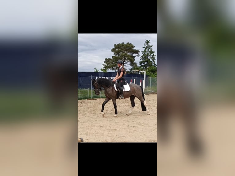 Polnisches Reitpony Mix Wallach 3 Jahre 153 cm Roan-Blue in Uelzen