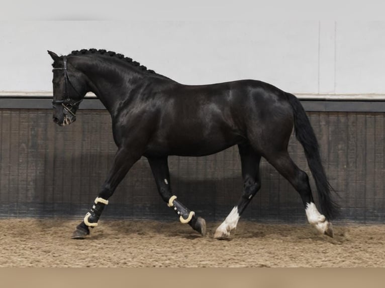 Polnisches Reitpony Wallach 3 Jahre 167 cm Rappe in Weert