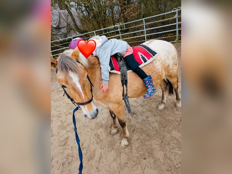 Polnisches Reitpony Wallach 4 Jahre 133 cm Overo-alle-Farben in Aidlingen