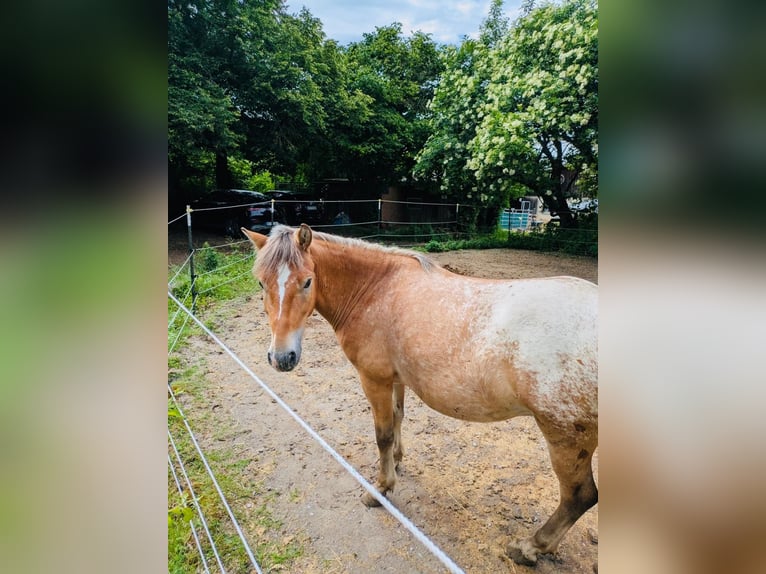 Polnisches Reitpony Wallach 4 Jahre 133 cm Overo-alle-Farben in Aidlingen