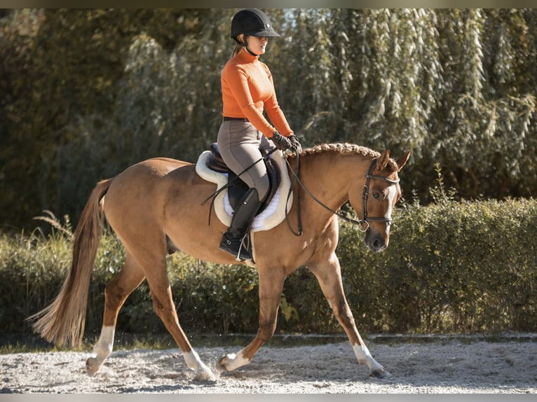 Polnisches Reitpony Wallach 4 Jahre 144 cm Fuchs in Kicin