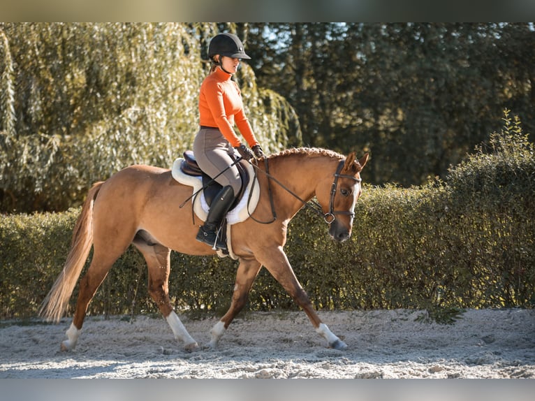 Polnisches Reitpony Wallach 4 Jahre 144 cm Fuchs in Kicin