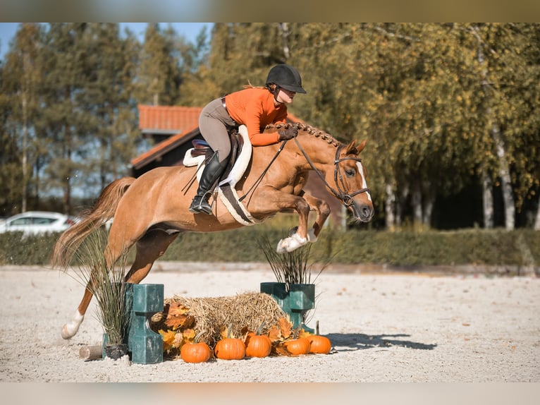 Polnisches Reitpony Wallach 4 Jahre 144 cm Fuchs in Kicin