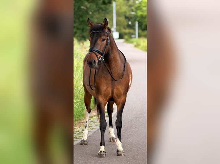 Polnisches Reitpony Wallach 4 Jahre 145 cm Falbe in Weert