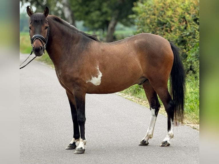 Polnisches Reitpony Wallach 4 Jahre 145 cm Falbe in Weert