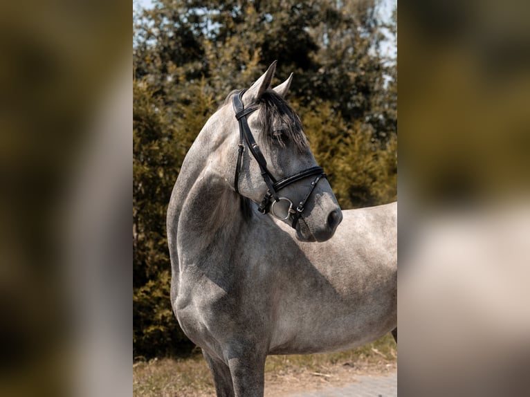 Polnisches Reitpony Wallach 4 Jahre 145 cm Schimmel in Kaleń-Towarzystwo
