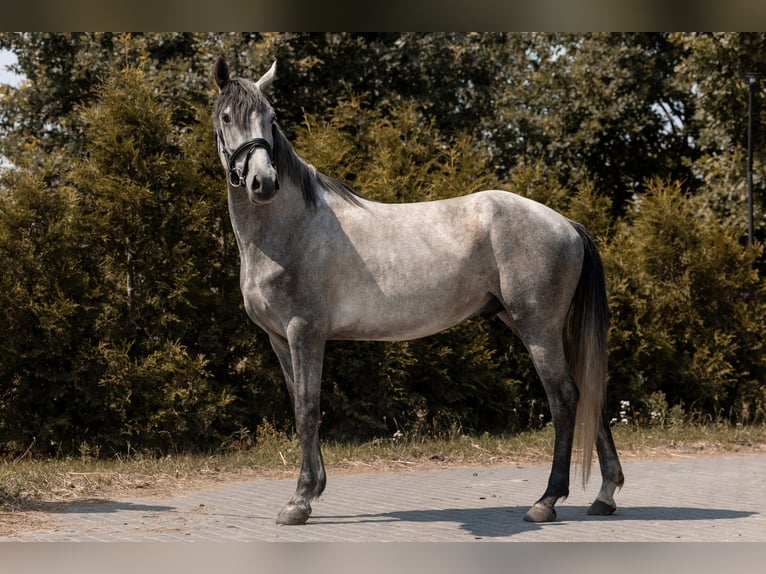 Polnisches Reitpony Wallach 4 Jahre 145 cm Schimmel in Kaleń-Towarzystwo