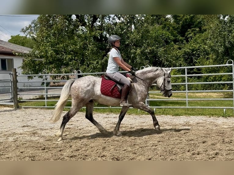 Polnisches Reitpony Mix Wallach 4 Jahre 148 cm Apfelschimmel in Ellgau