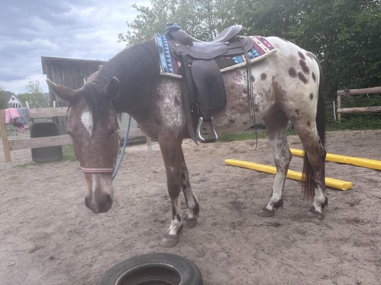 Polnisches Reitpony Wallach 4 Jahre 152 cm  in Schinkel