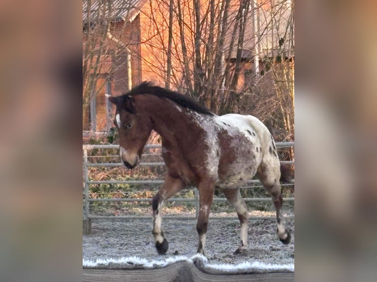 Polnisches Reitpony Wallach 4 Jahre 152 cm  in Schinkel